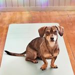 My buddy says its playtime, not yoga time
🇷🇴💕🇷🇴💕🇷🇴
#themigrantyogi #travelingyogi #travelersnotebook #travelgram #adventure #exploremore #iamtb #followmeto #yogaeverydamnday #practiceandalliscoming #yogini