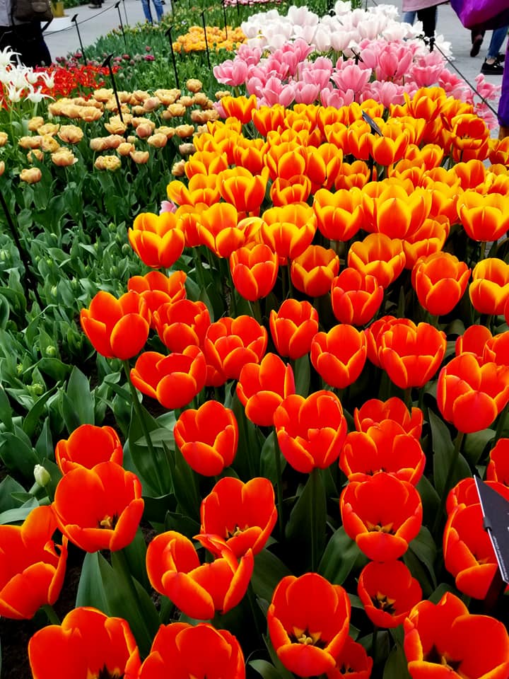 Pavilion flower table at Keukenhof.