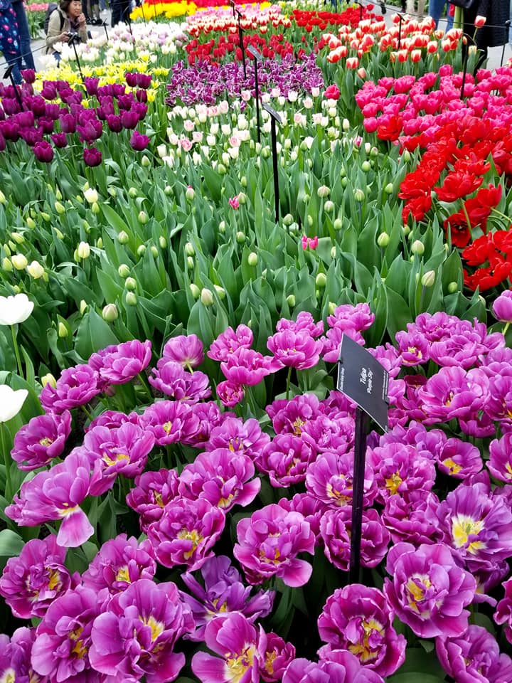 Pavilion table at Keukenhof displaying different flowers.
