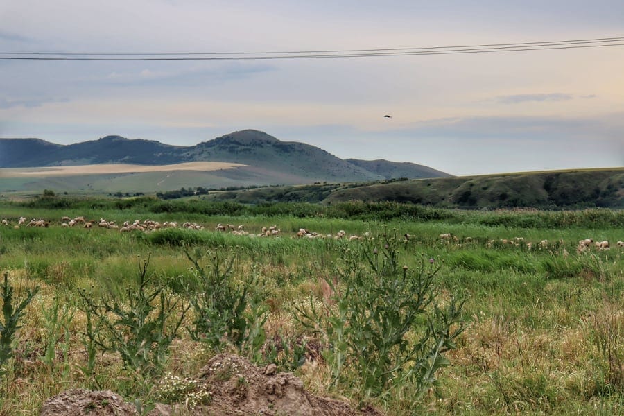 Herd of sheep in the fields of the Danube Delta, Romania