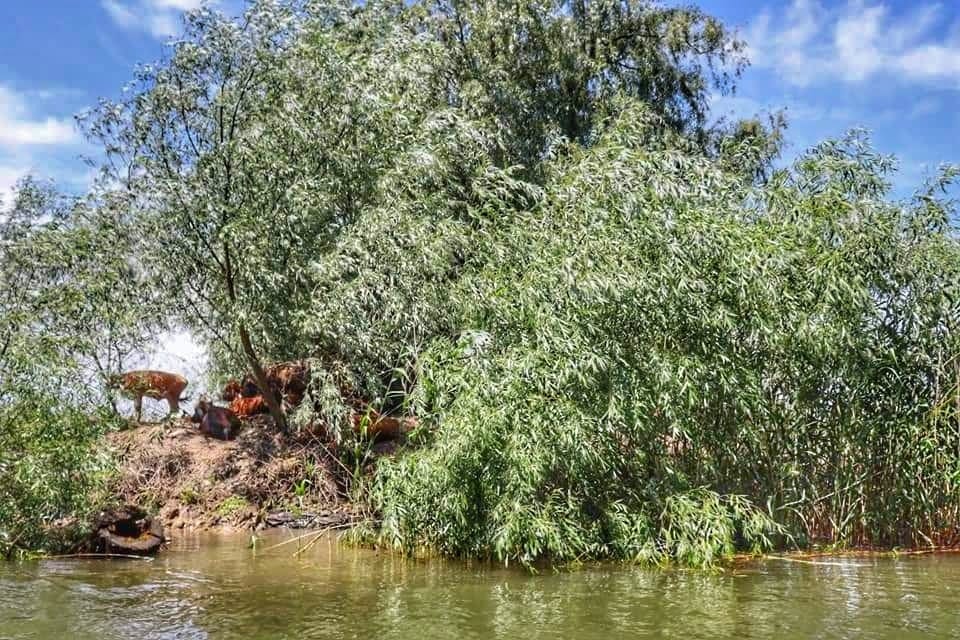 Wild cattle on the banks of the Danube River at the delta in Romania