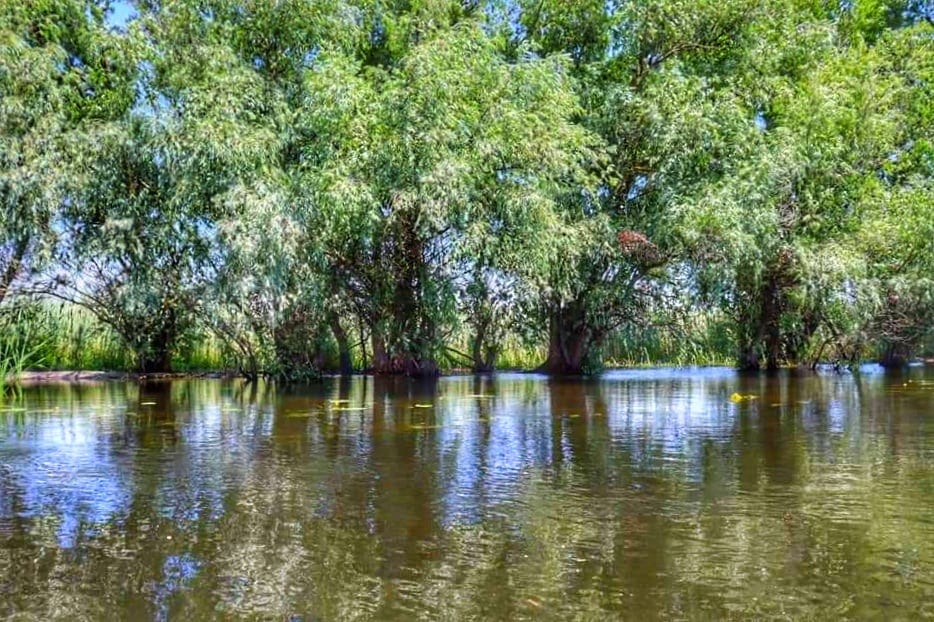 Trees reflected in the water of the Danube River, Danube Delta, Romania