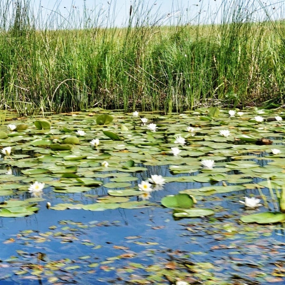 Lilypads and reeds on the Danube River, Delta Dunarii, Romania