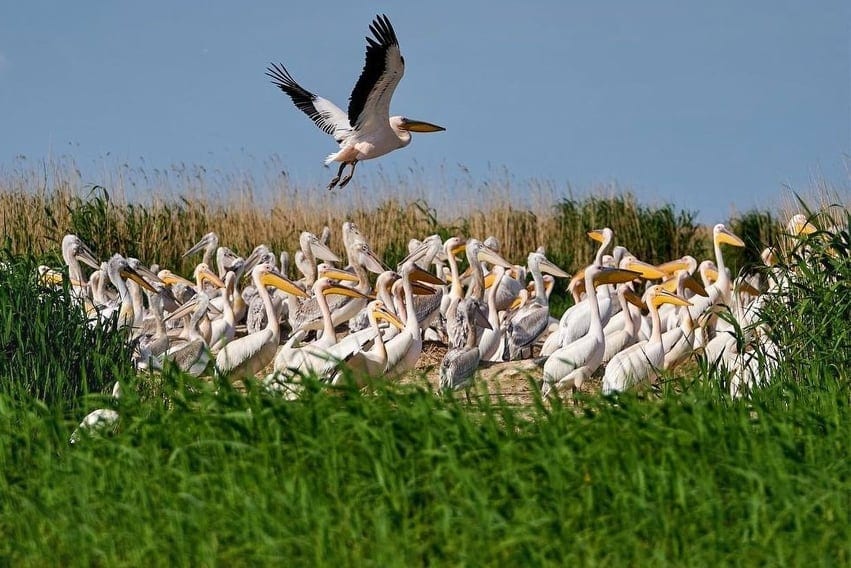 Pelican colony at the Danube Delta, Romania