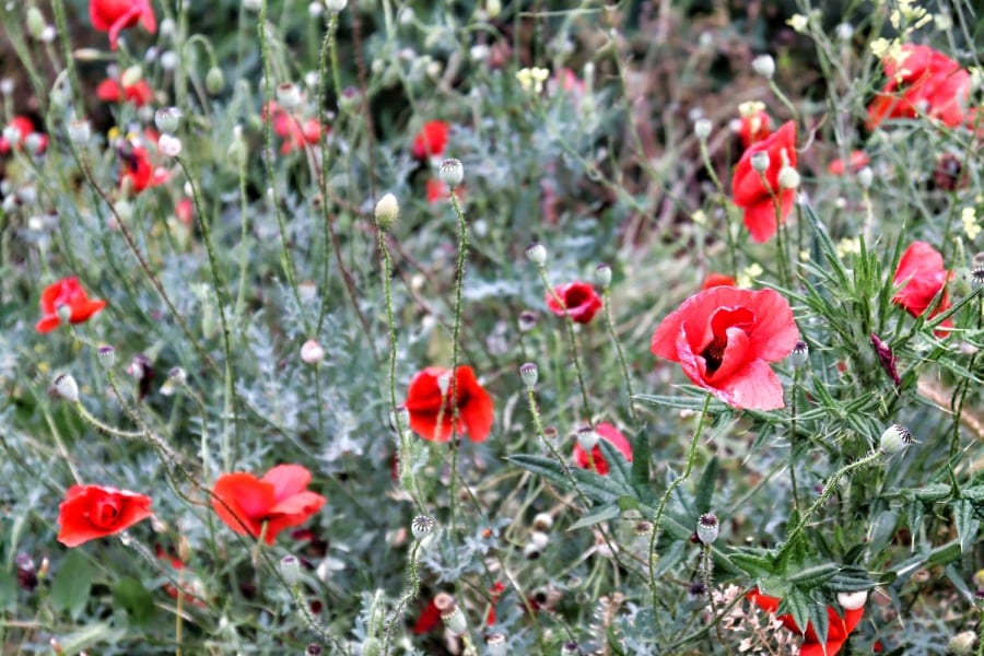 Popppies on the Danube Delta