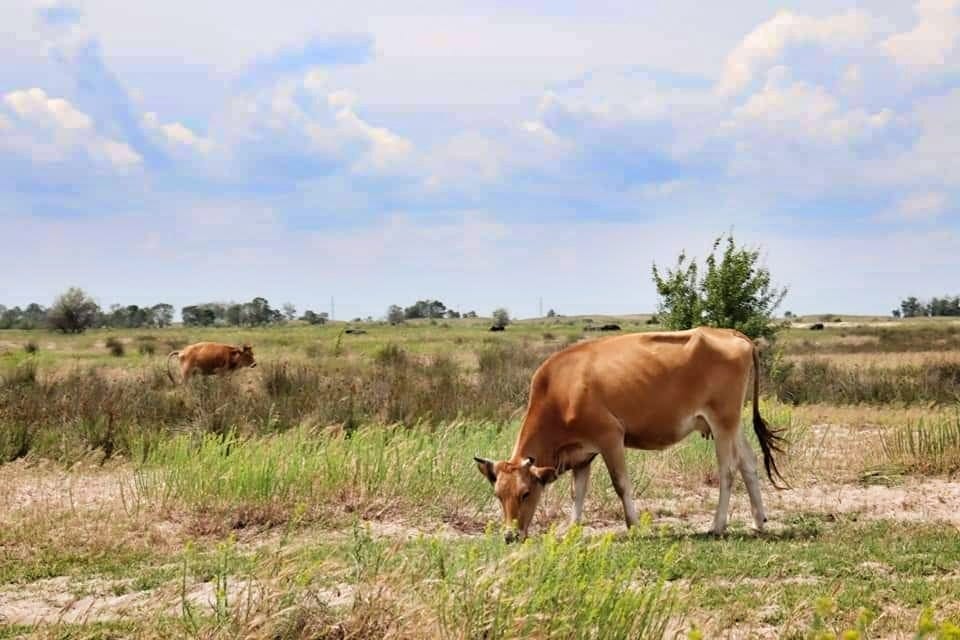 Cattle grazing in the Danube Delta grasslands