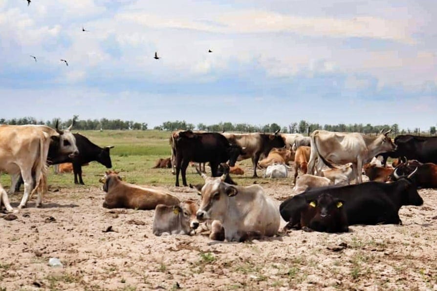 Many cows and bulls gathered in the Danube Delta grasslands