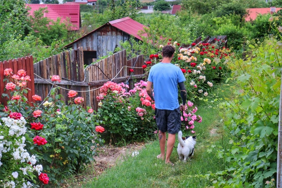 Man walking through a rose garden on a farm with two small dogs