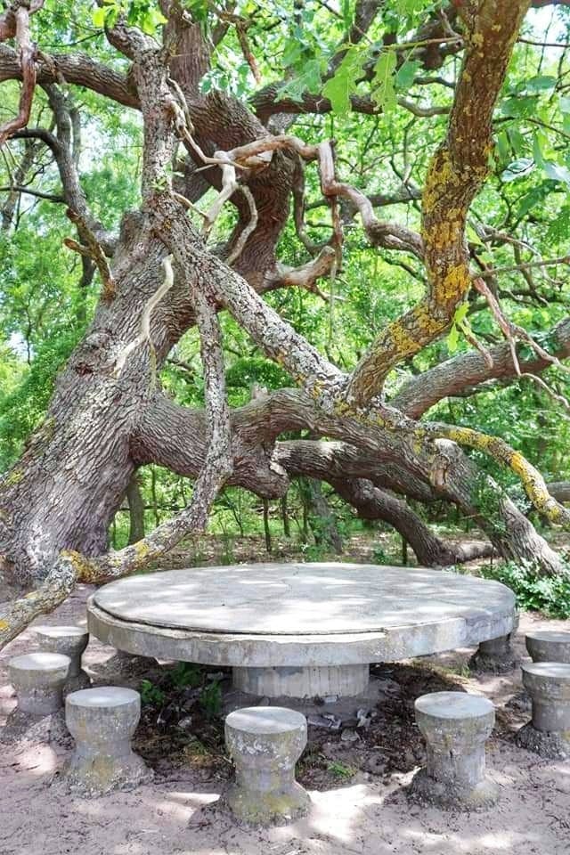 Ancient stone table and 600 year old tree in the Danube Delta forest